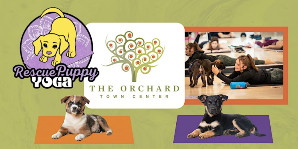 Rescue Puppy Yoga at The Orchard Town Center